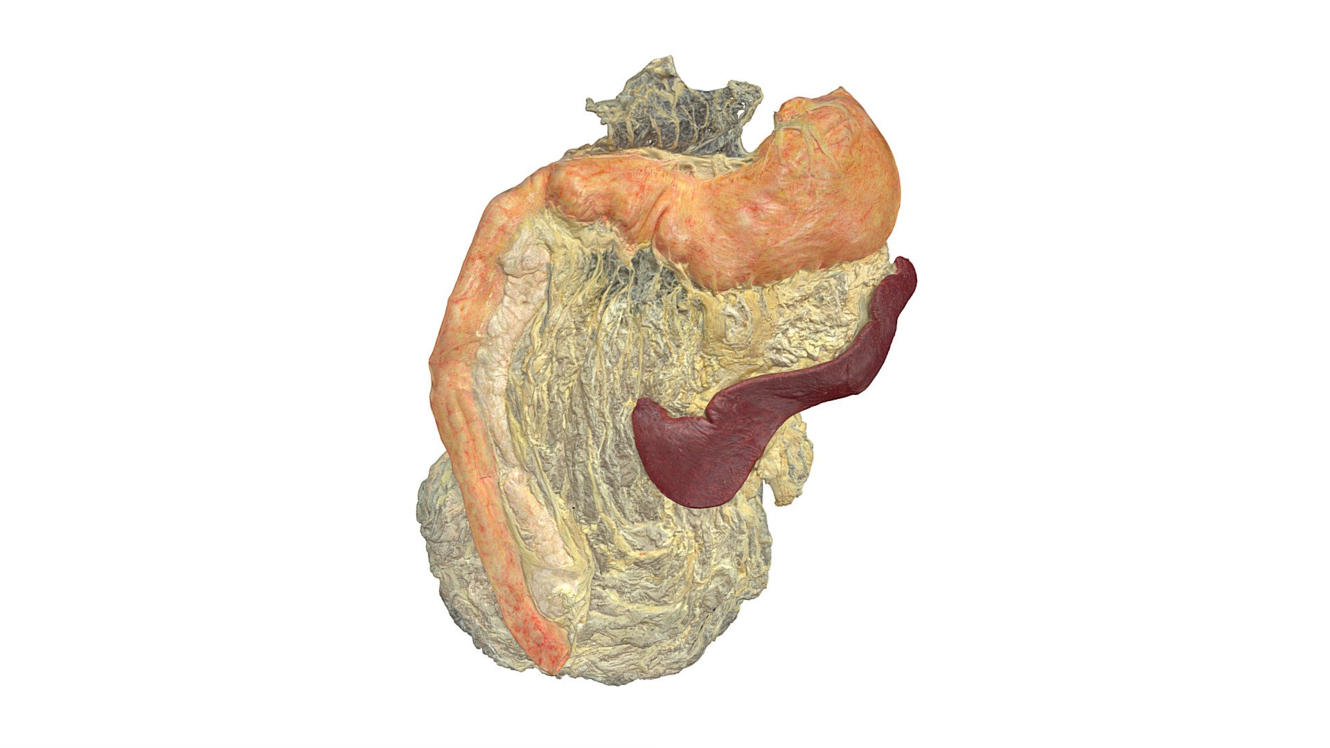 Dog, stomach, spleen, omentum majus & minus - 3D model by Vetanat.UZH ...