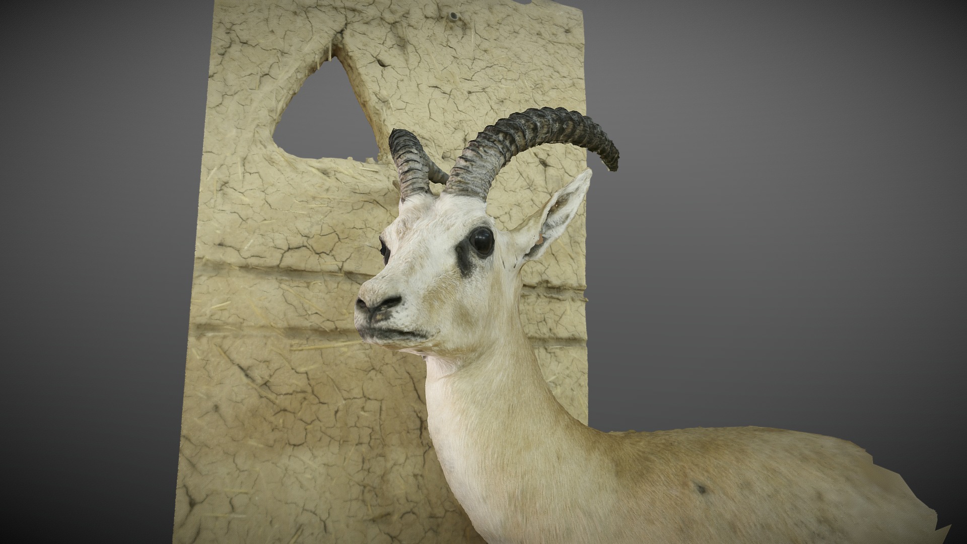 3D model Arabian gazelle V1 - This is a 3D model of the Arabian gazelle V1. The 3D model is about a goat with horns.