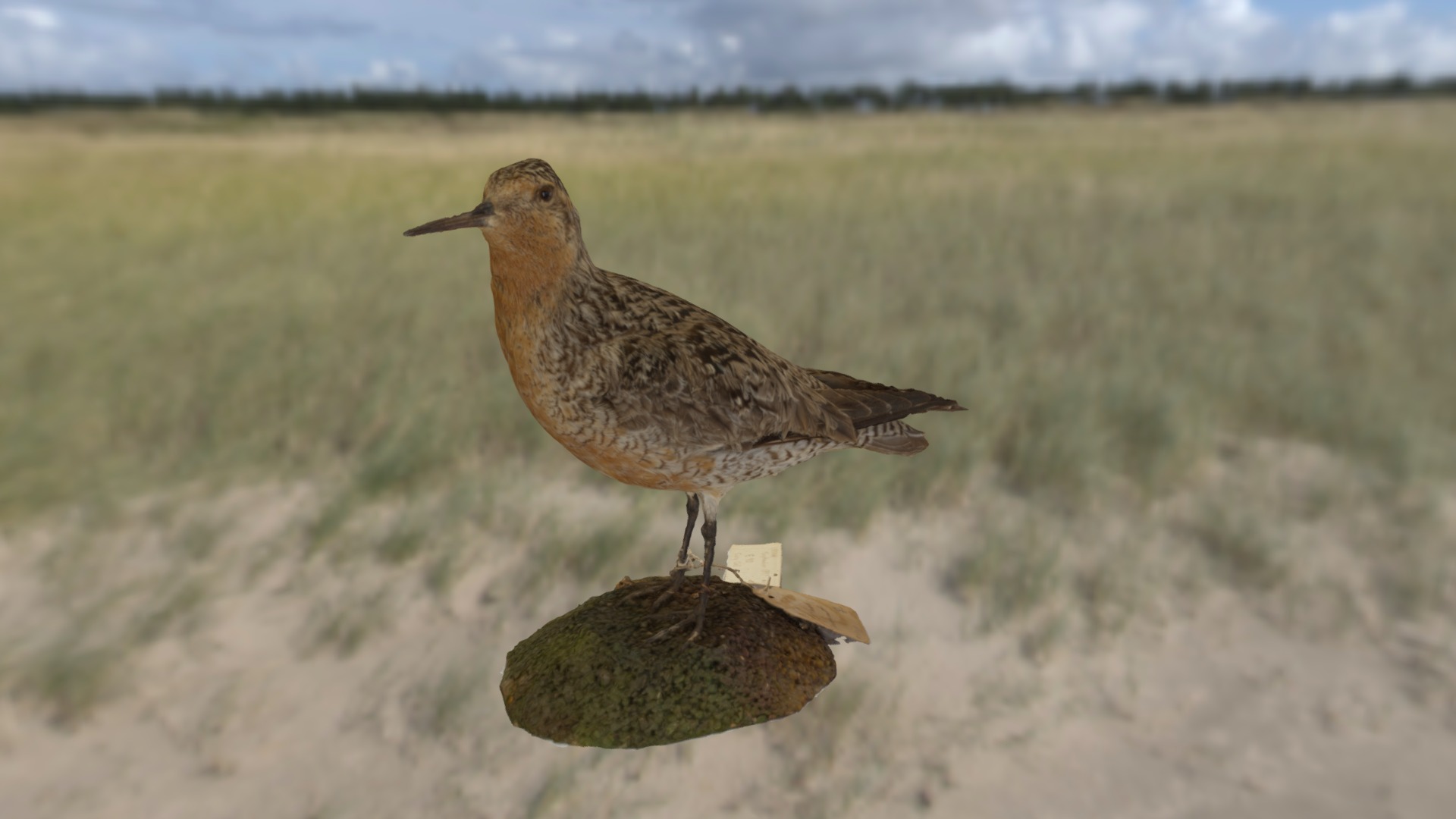 Female Red Knot from the Maria Mitchell Assoc.