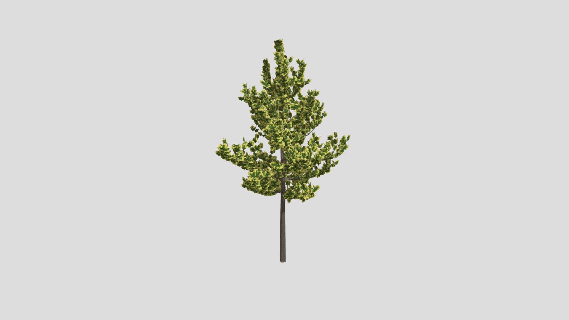 Ficus 465