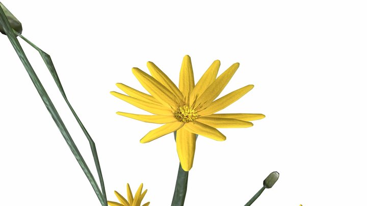 Narrow-Leaf Silkgrass 3D Model
