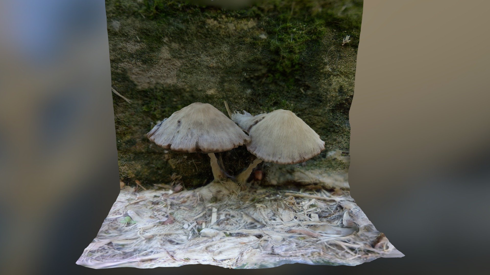 Mushrooms