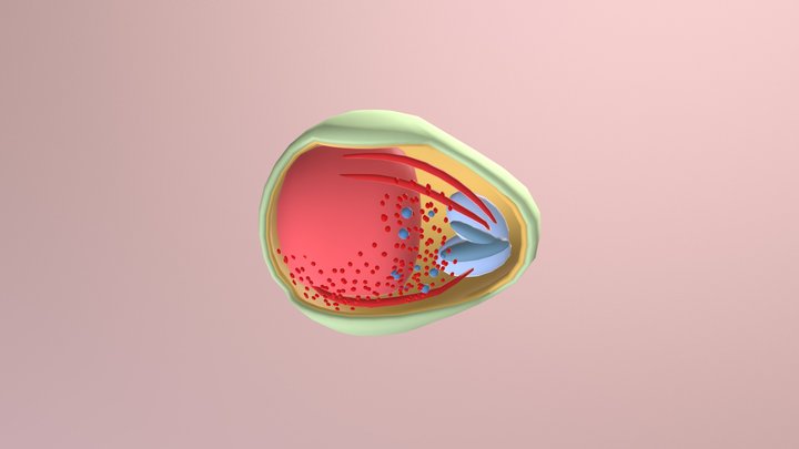 Plasmodium 3D Model
