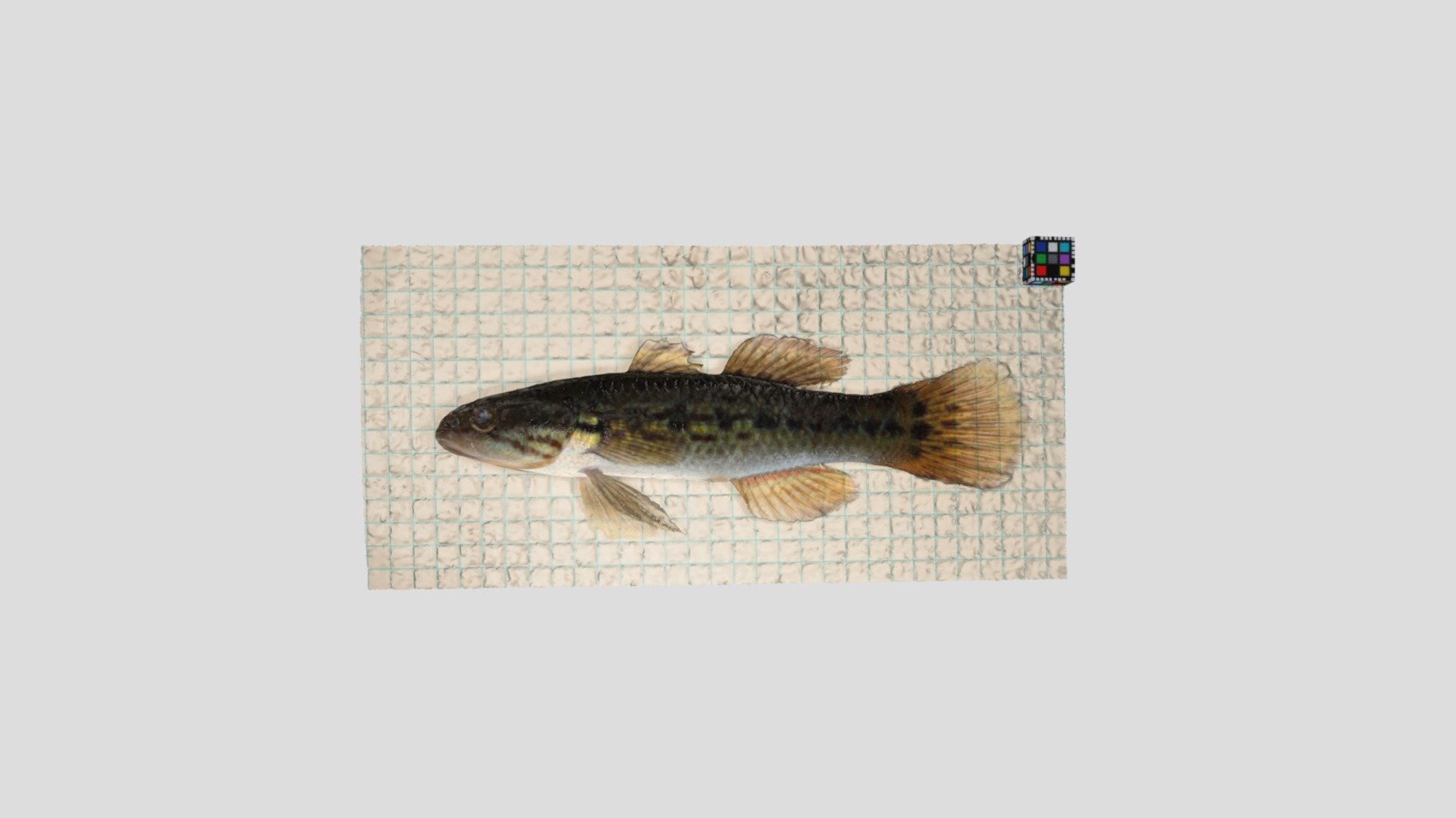 タメトモハゼ Freshwater goby, Ophieleotris sp. 1