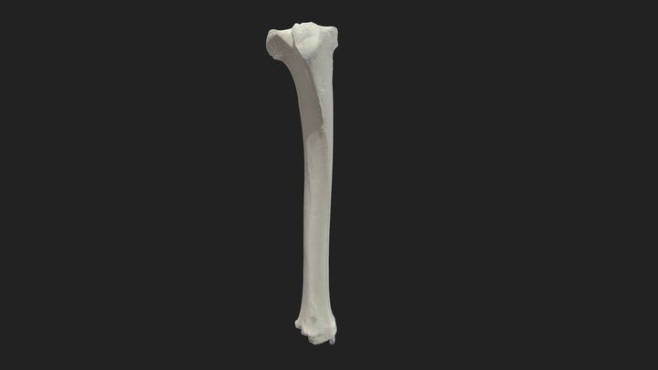 shinbone (tibia) sheep – Modèle 3D gratuit STL