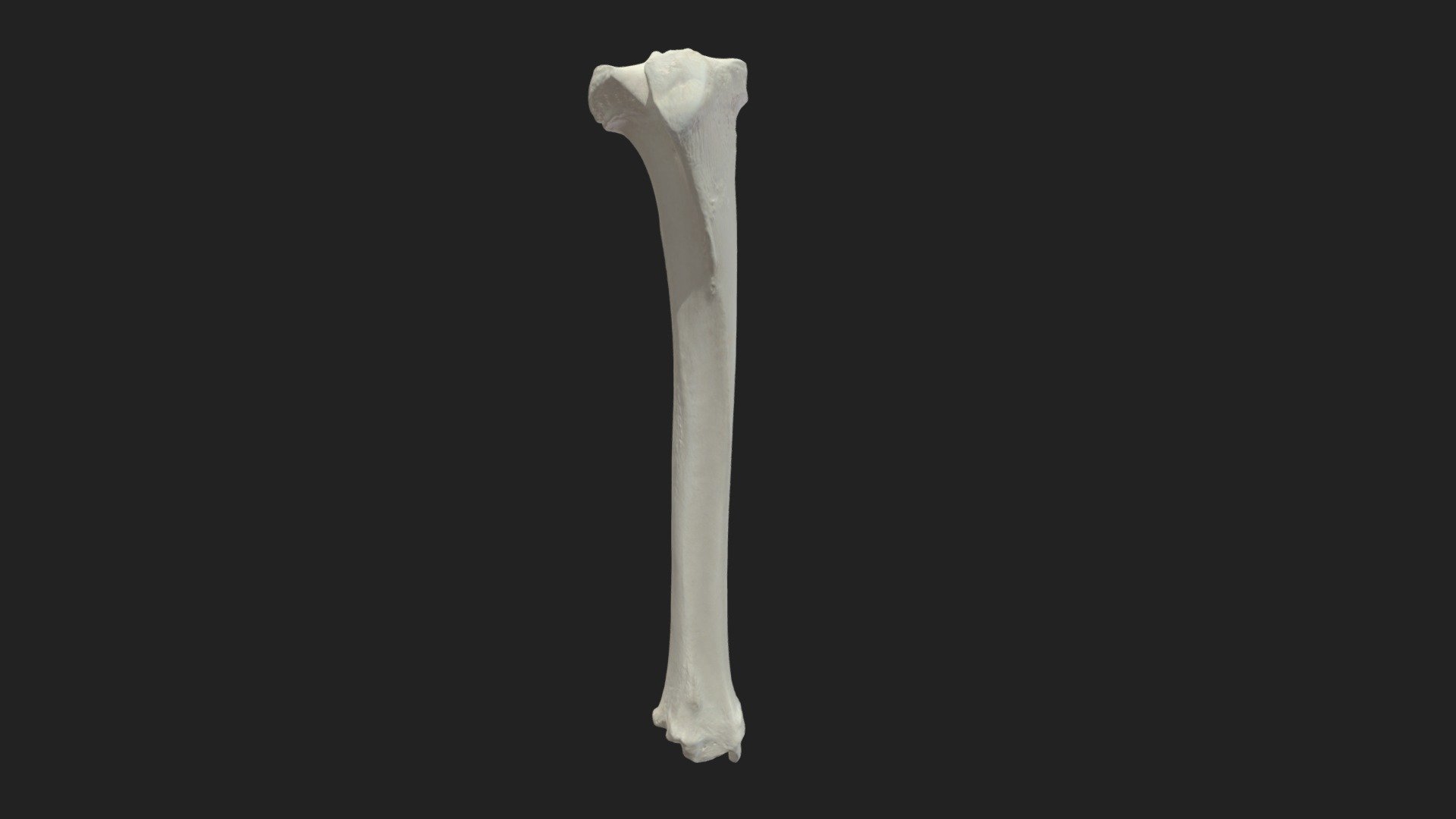 shinbone (tibia) sheep Download Free 3D model by vetanatMunich