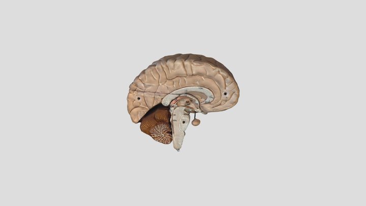 Introduction to Psychology Inside Brain 3D Model