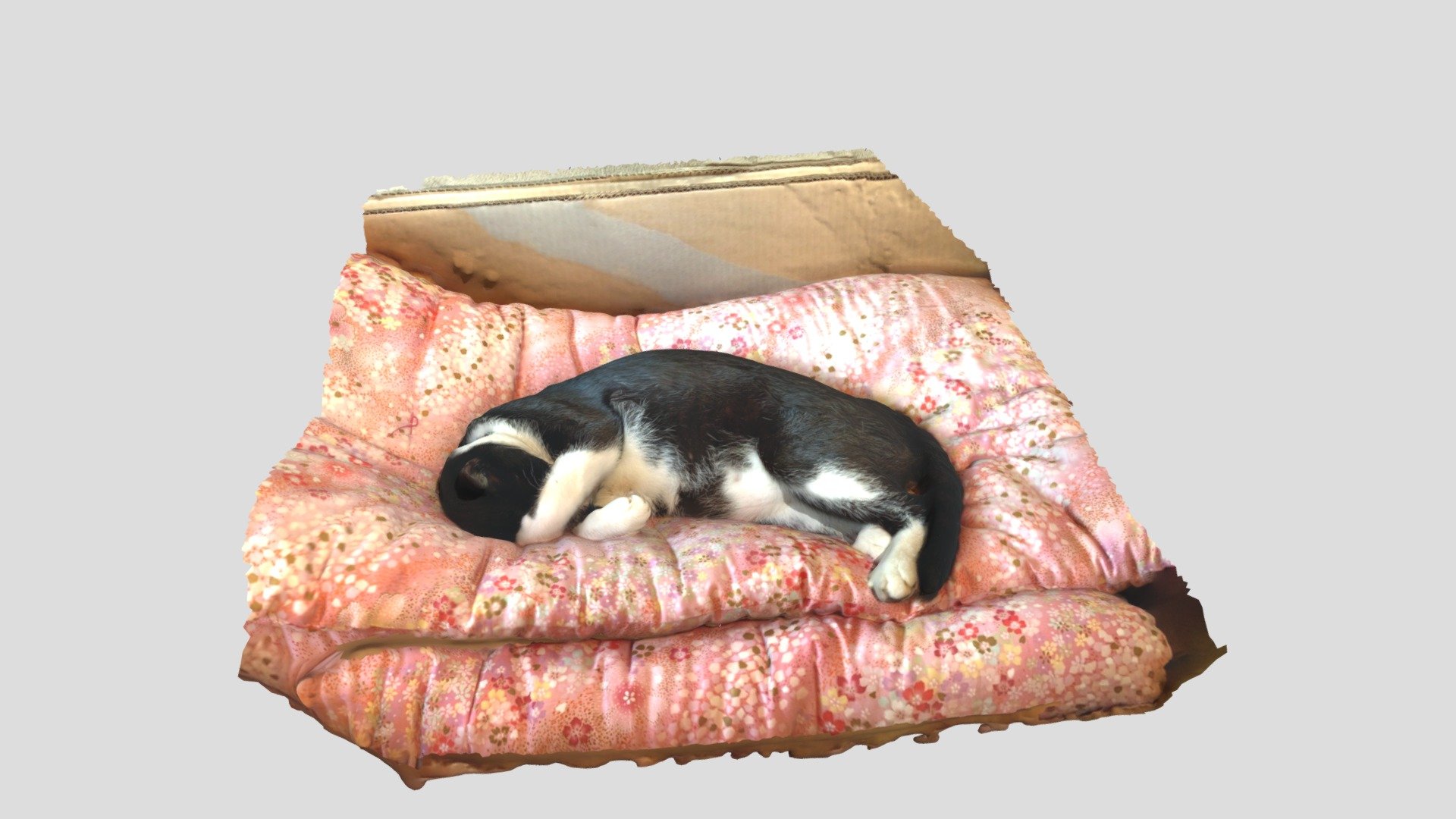 cat