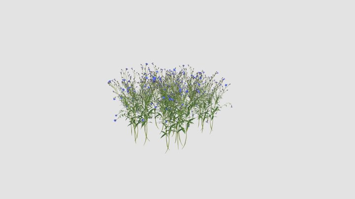 Centaurea 3D models - Sketchfab