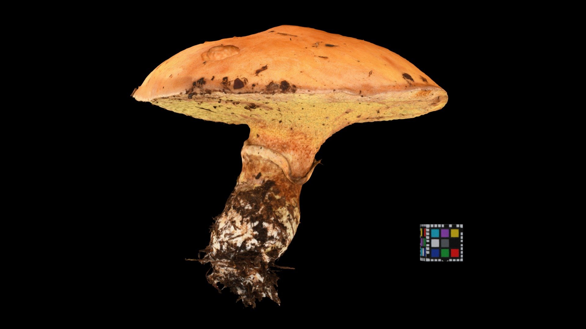 キノコ Mushroom (Unidentified yet)
