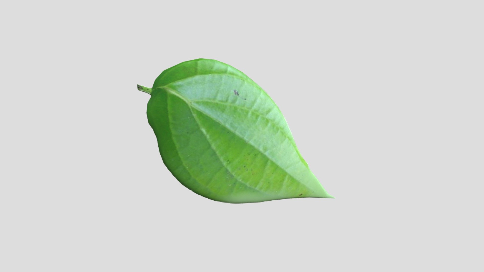 daun melengkung - 3D model by irajuliya15 [d7369ba] - Sketchfab
