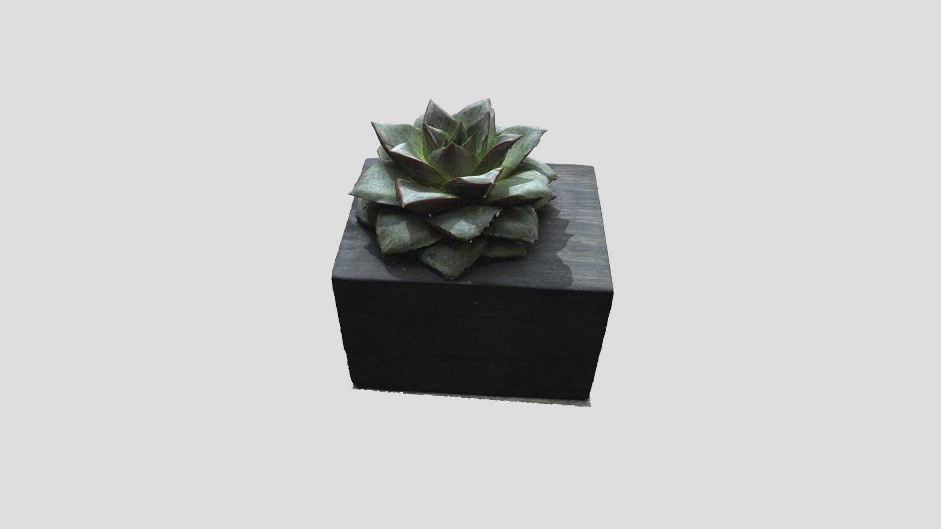 Plante Grasse