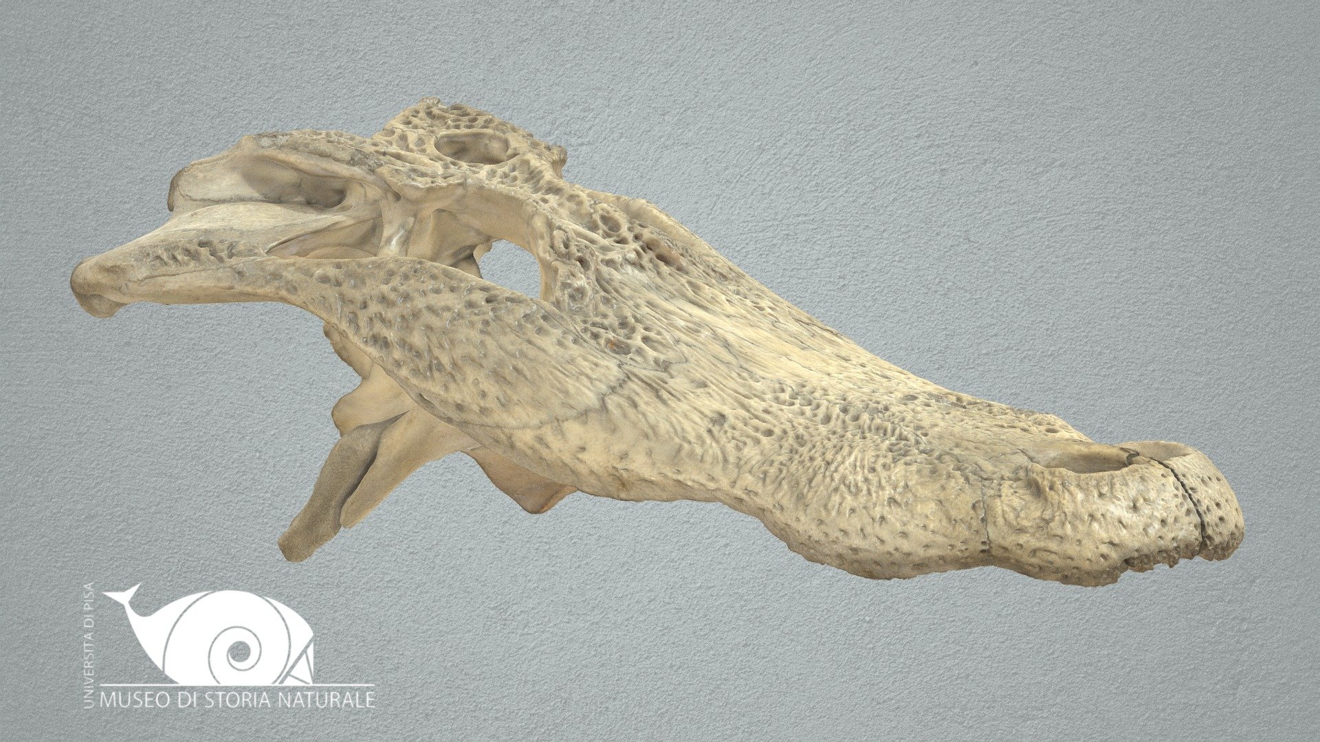 American alligator - 3D model by Natural History Museum, University of ...