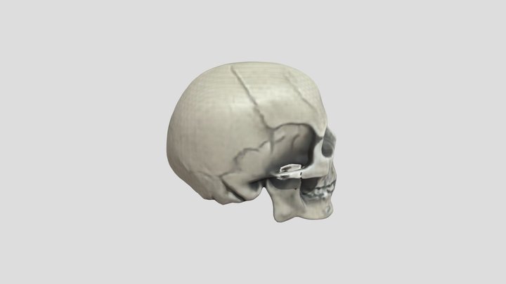 Skull 3D Model