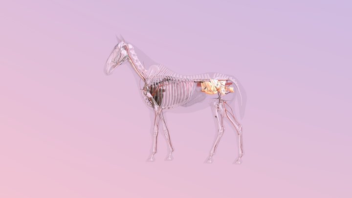 Equine model | UGent - BIGPIXEL.nl 3D Model