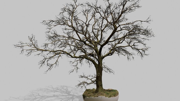 Tree in Winter | Oak 3D Model