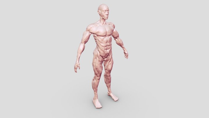 Digital Figure Sculpt - Human Male 3D Model
