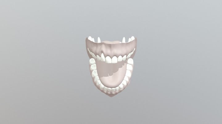 Realistic Jaw Lifted Gum 3D Model