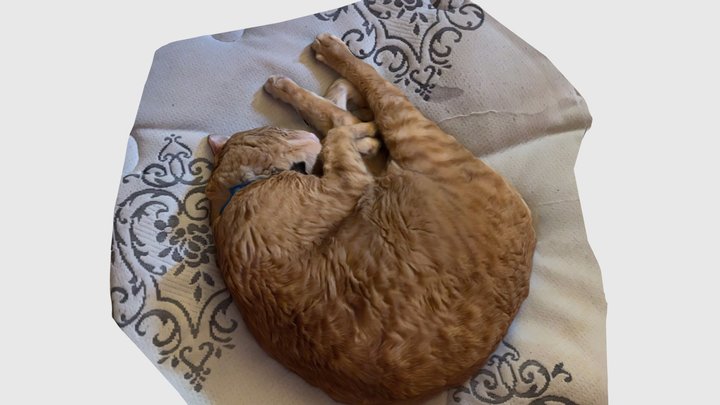 Molly sleeping 3D Model
