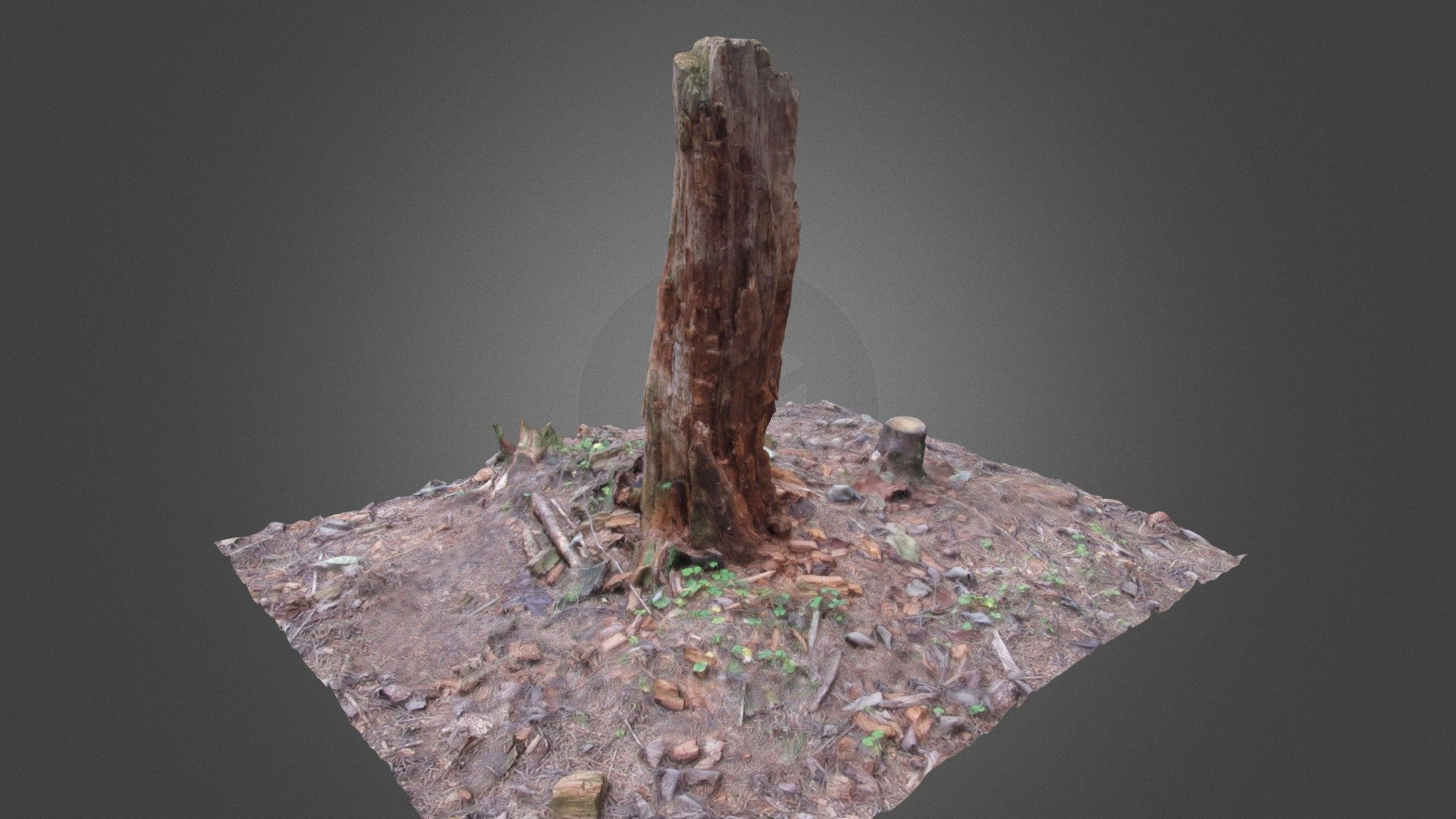 Rotten stump