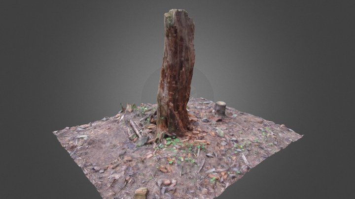 Rotten stump 3D Model