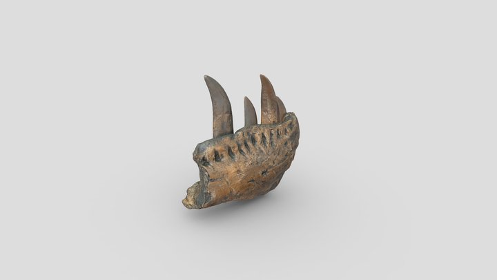 T-rex fogak állkapocsban/T-rex teeth in jaw 3D Model