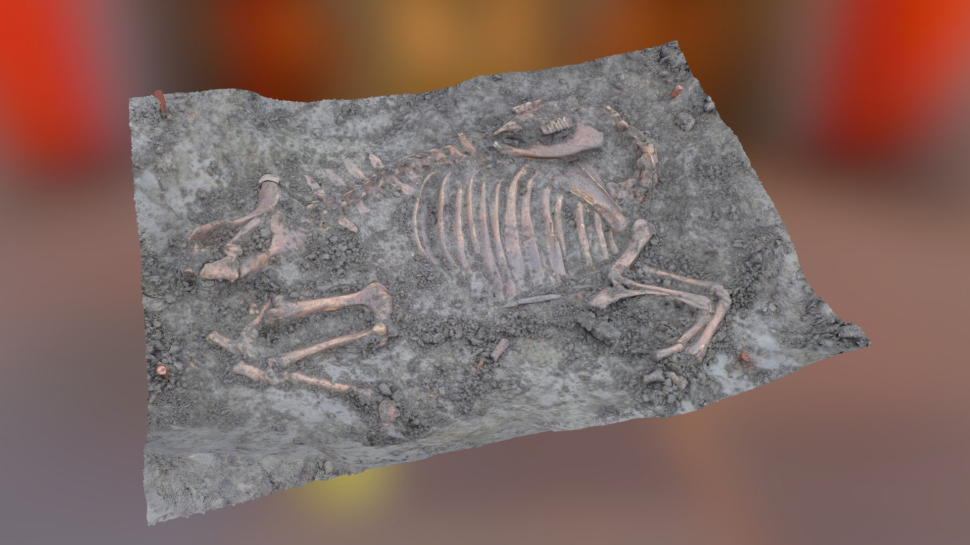 RBF15o Roman animal burial
