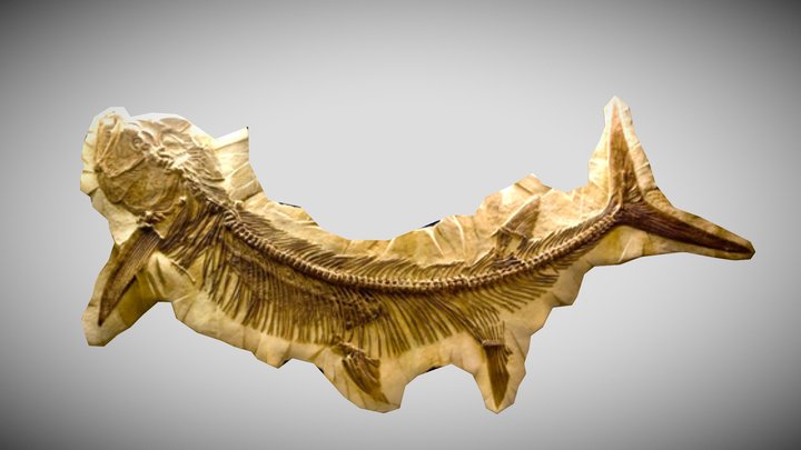 Xiphactinus audax Fossil – Kostenloses 3D-Modell STL