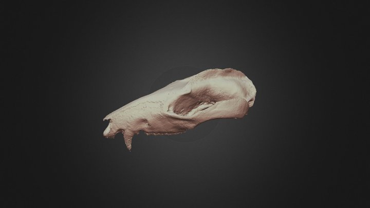 Didelphis Cranium2 3D Model