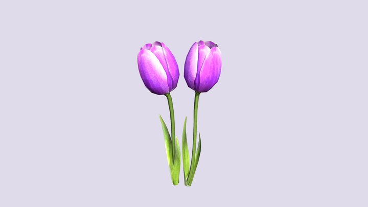 Generic tulip flower