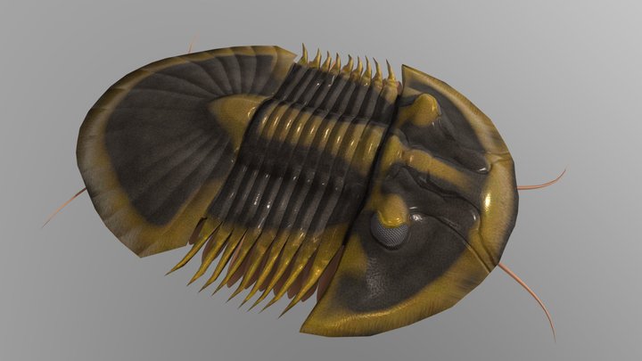 Scutellum 3D Model
