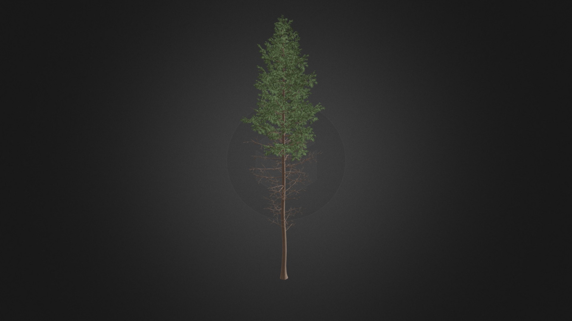 3D model Pine Tree 3D Model 28.5m - This is a 3D model of the Pine Tree 3D Model 28.5m. The 3D model is about a tree with a green stem.
