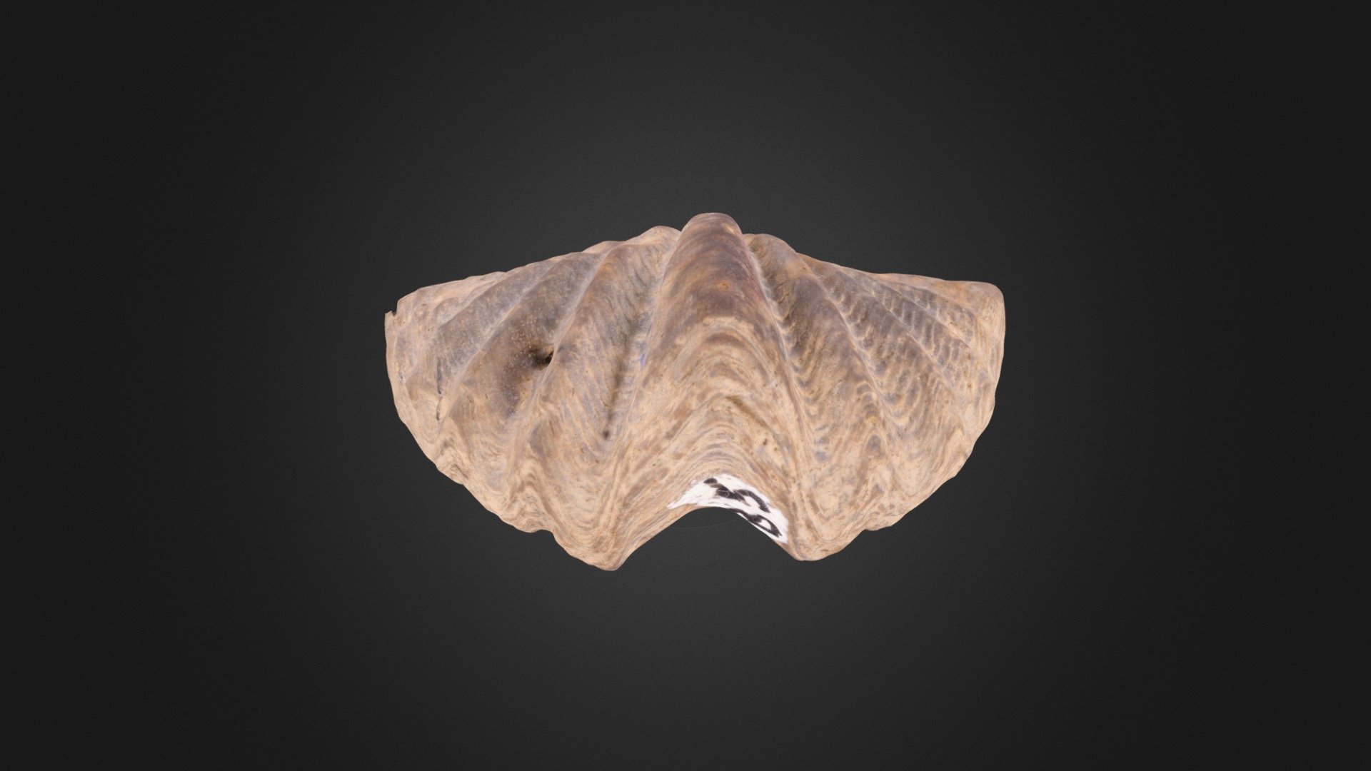 Brachiopod: Megakozlowskiella (PRI 50329) - Download Free 3D model by ...