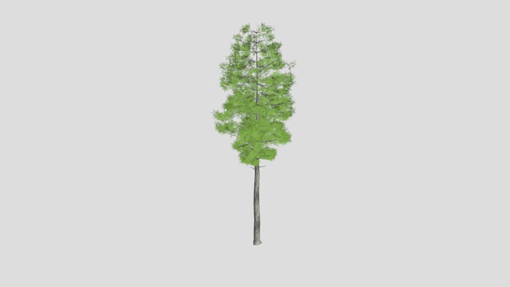 Tall Evergreen Tree 1
