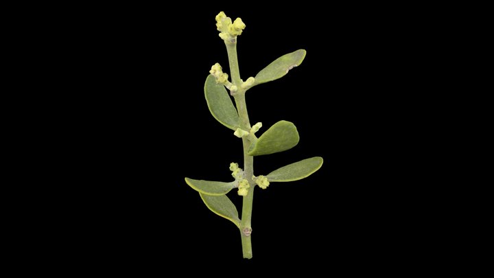 Phoradendron leucarpum (American mistletoe) 3D Model
