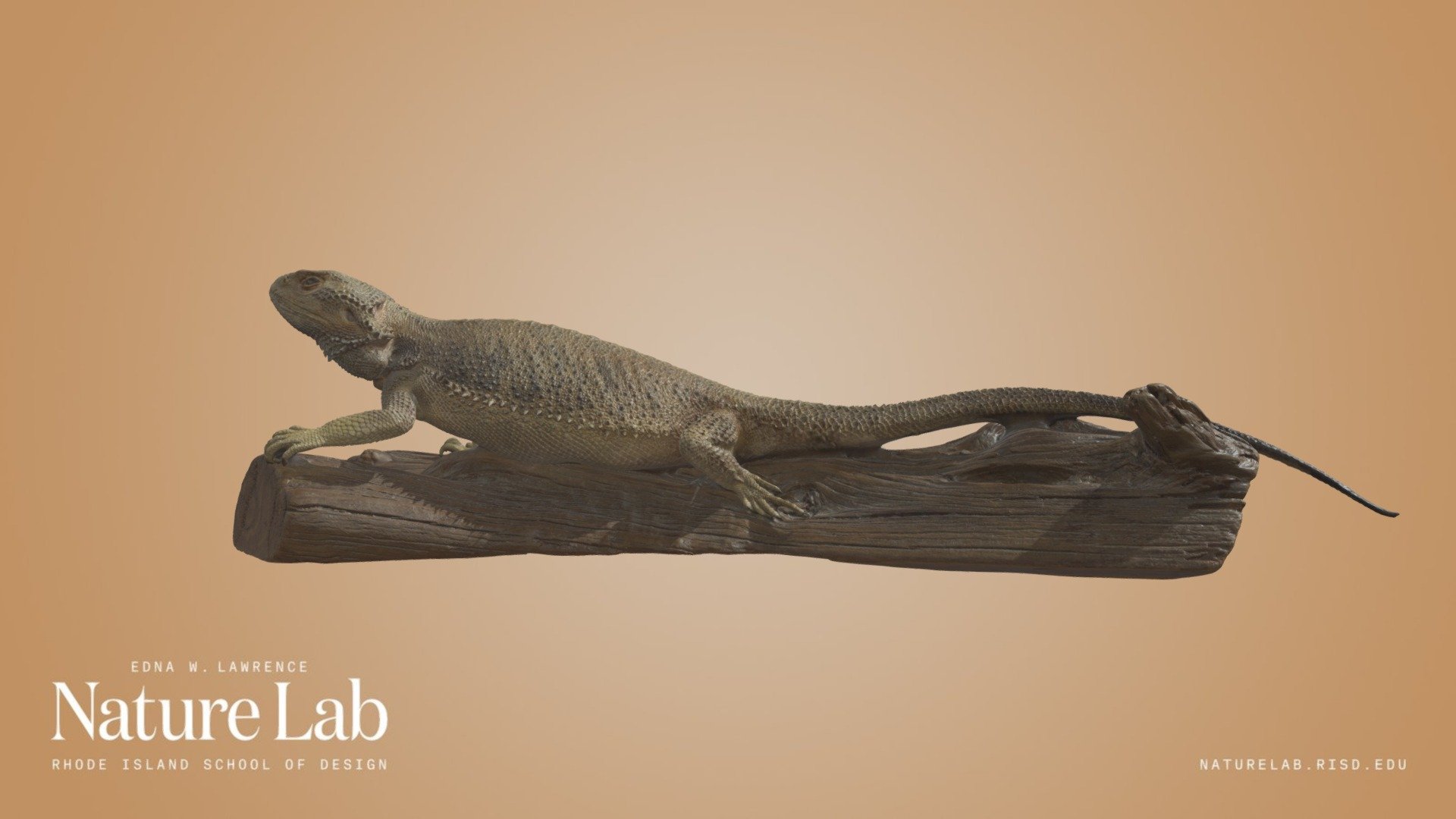 Bearded Dragon
