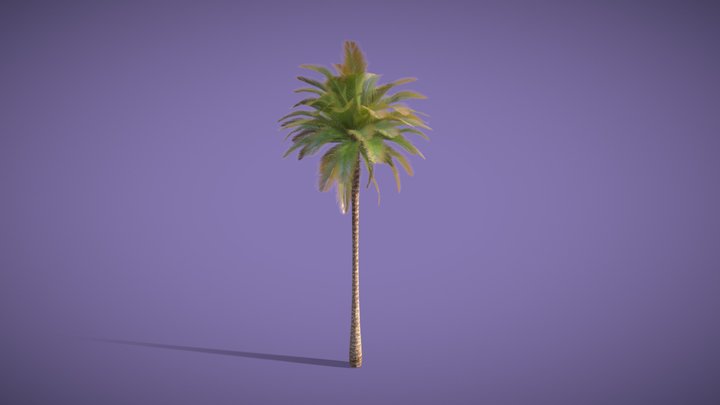 Arabic Palmtree 3D Model