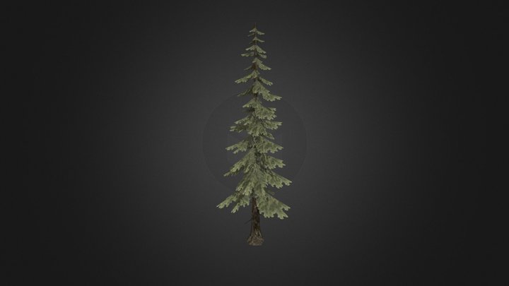 Tree 3d model Fir Spruce Pine 3D Model