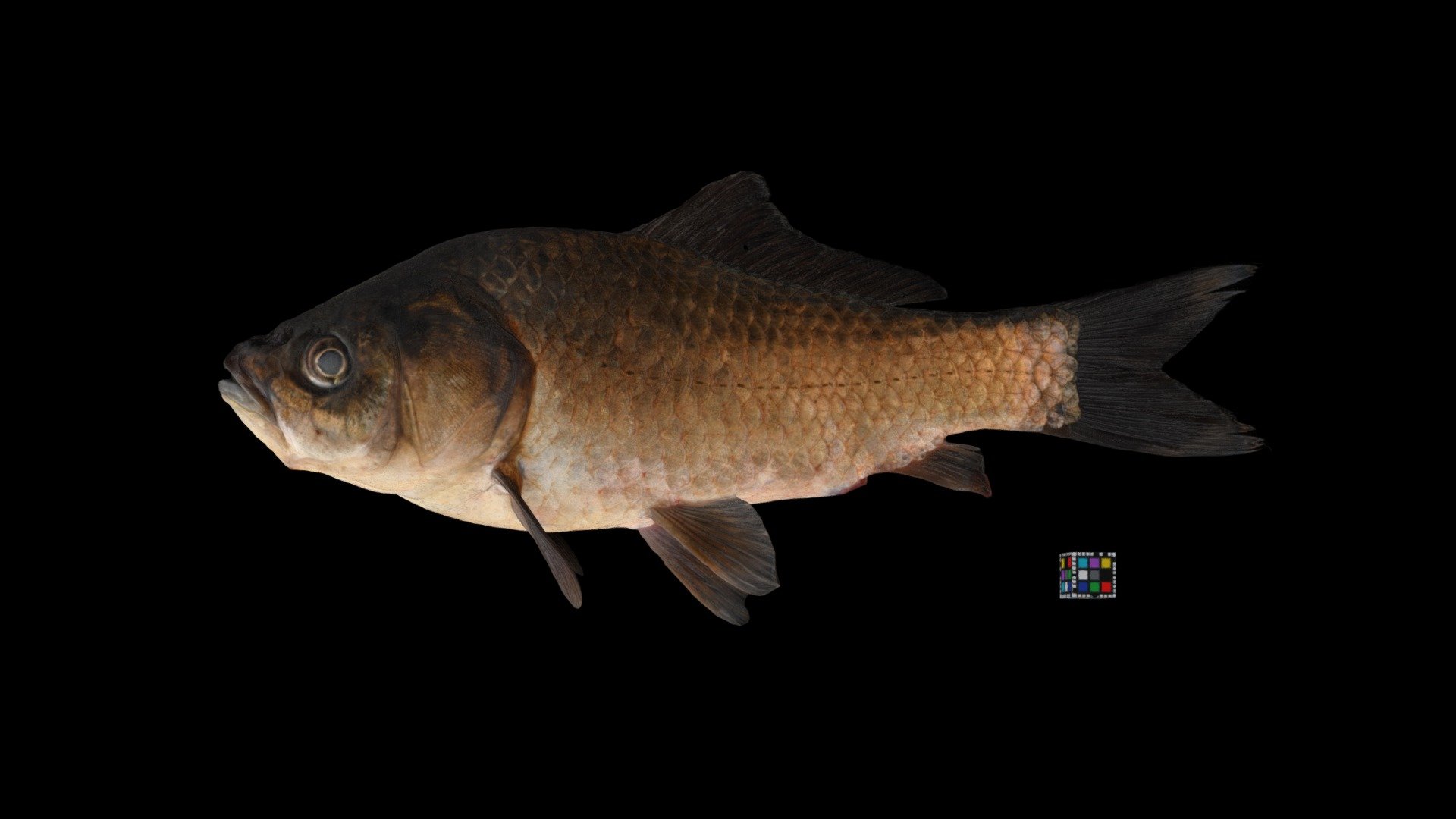 オオキンブナ ♀ Carassius buergeri buergeri