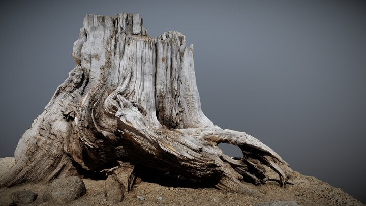 Stump 3D Model