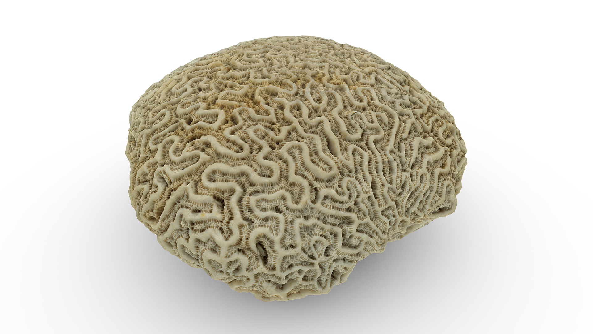 3D model Brain Coral (dead) - This is a 3D model of the Brain Coral (dead). The 3D model is about a white brain with many small bumps.
