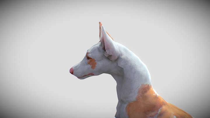 Podenco ibicenco 3D Model