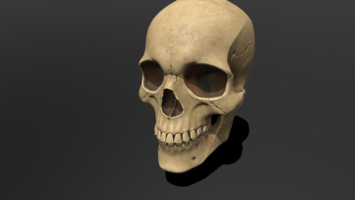 Skull 3D Model