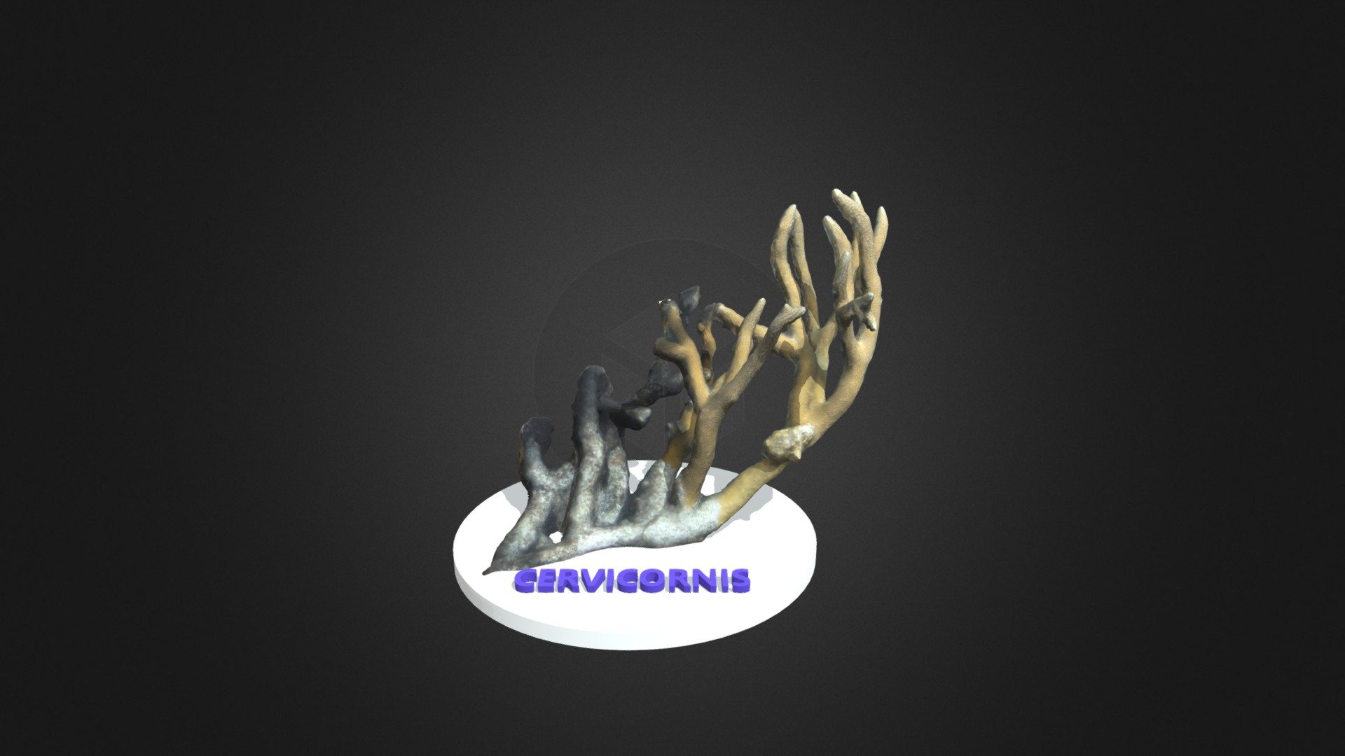 Cervicornis