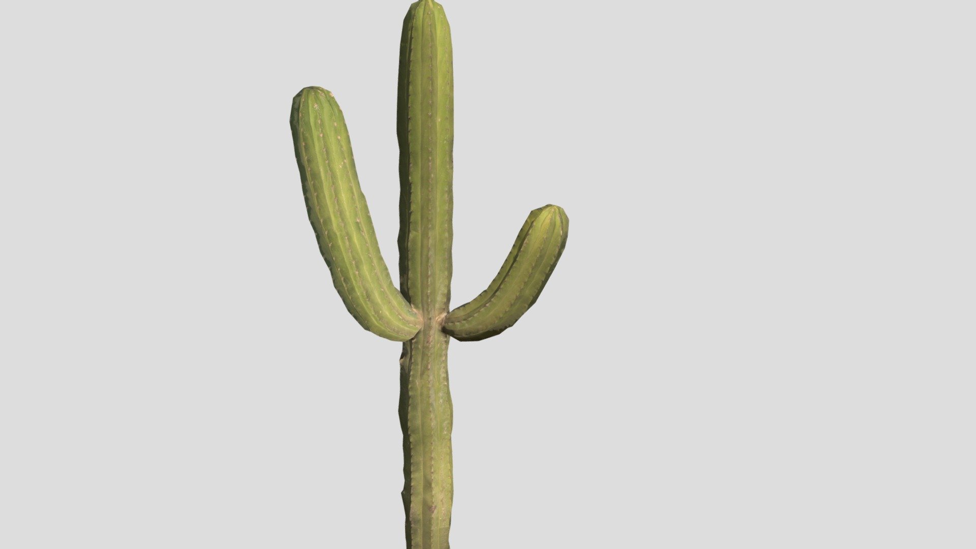 Kaktus