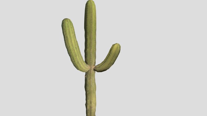 Kaktus 3D Model