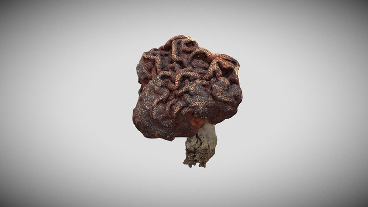 Gyromitra, beefsteak mushroom, morel, 3D Model