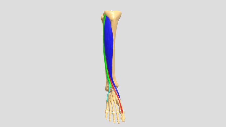Anterior Leg Compartment 3D Model