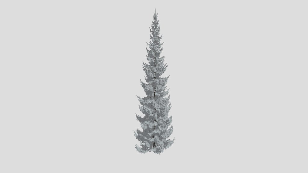 Norway Spruce Picea Abies 15m