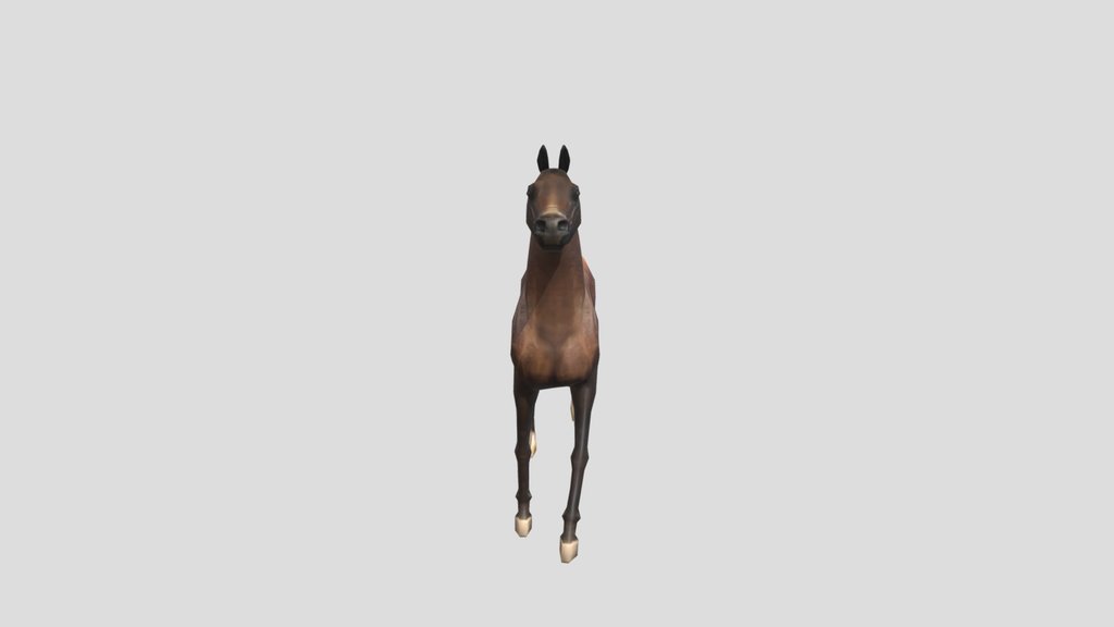 Arabian Horse Trotting